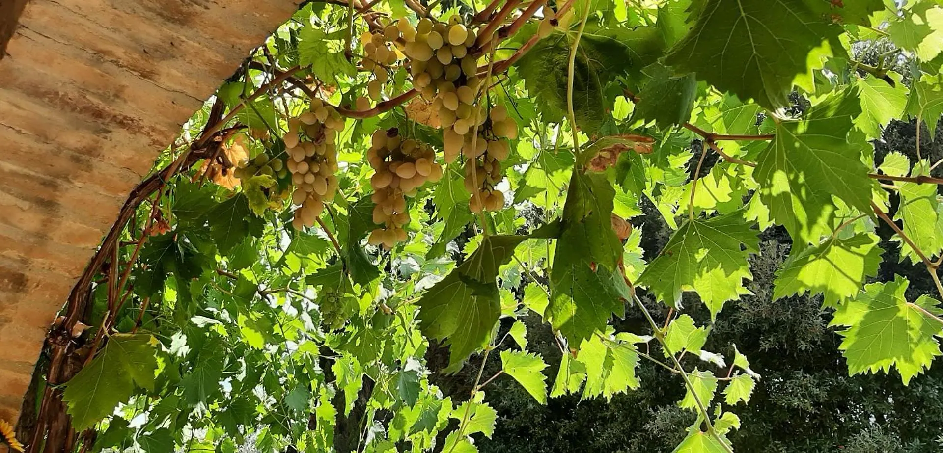 Montebello Degli Olivi Chiusi Alloggio per agriturismo